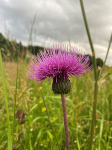 The Thistle: Scotland’s National Flower and Its Storied History